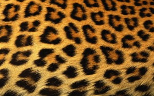 leopard_print_background-1440x900